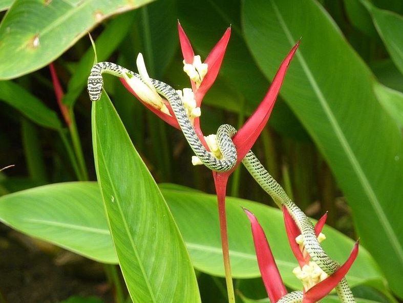 a Golden Tree Snake climbing up prior to launching itself into the air