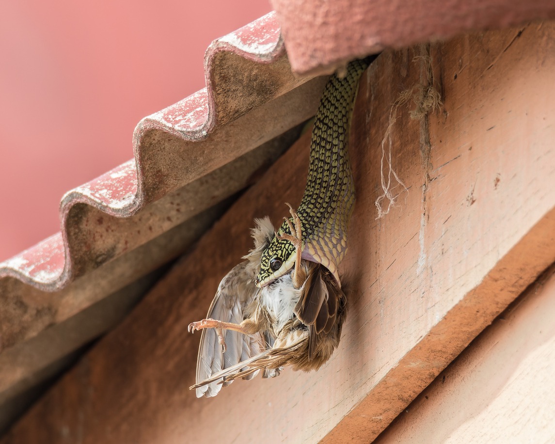 A Golden Tree Snake devouring a bird