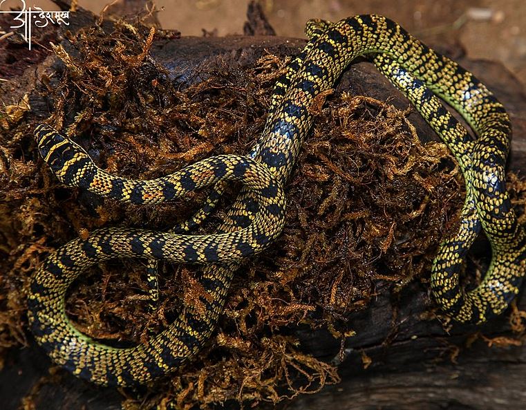 a Golden Tree Snake gliding through moist ground