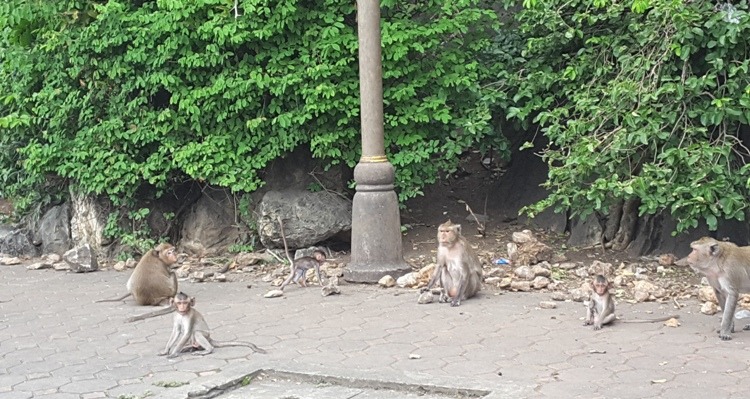 Monkeys In Phetchaburi