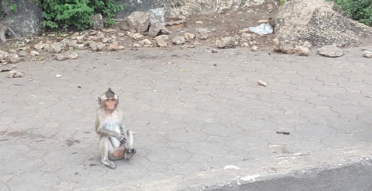 Monkeys In Phetchaburi