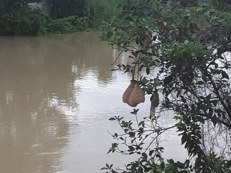 Birds' Nests Alongside Phetchaburi River
