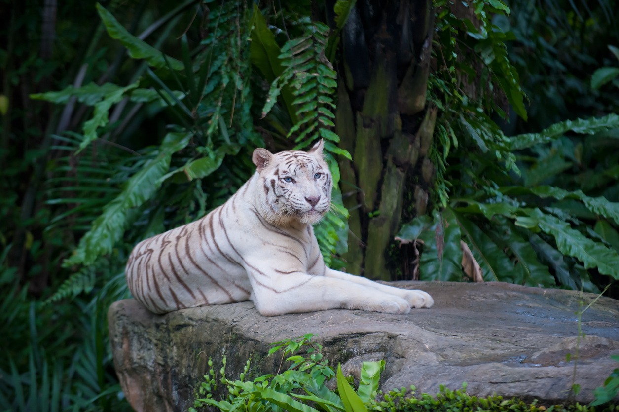 Singapore zoo, Singapore zoo photos, animal wildlife photos, Singapore photos