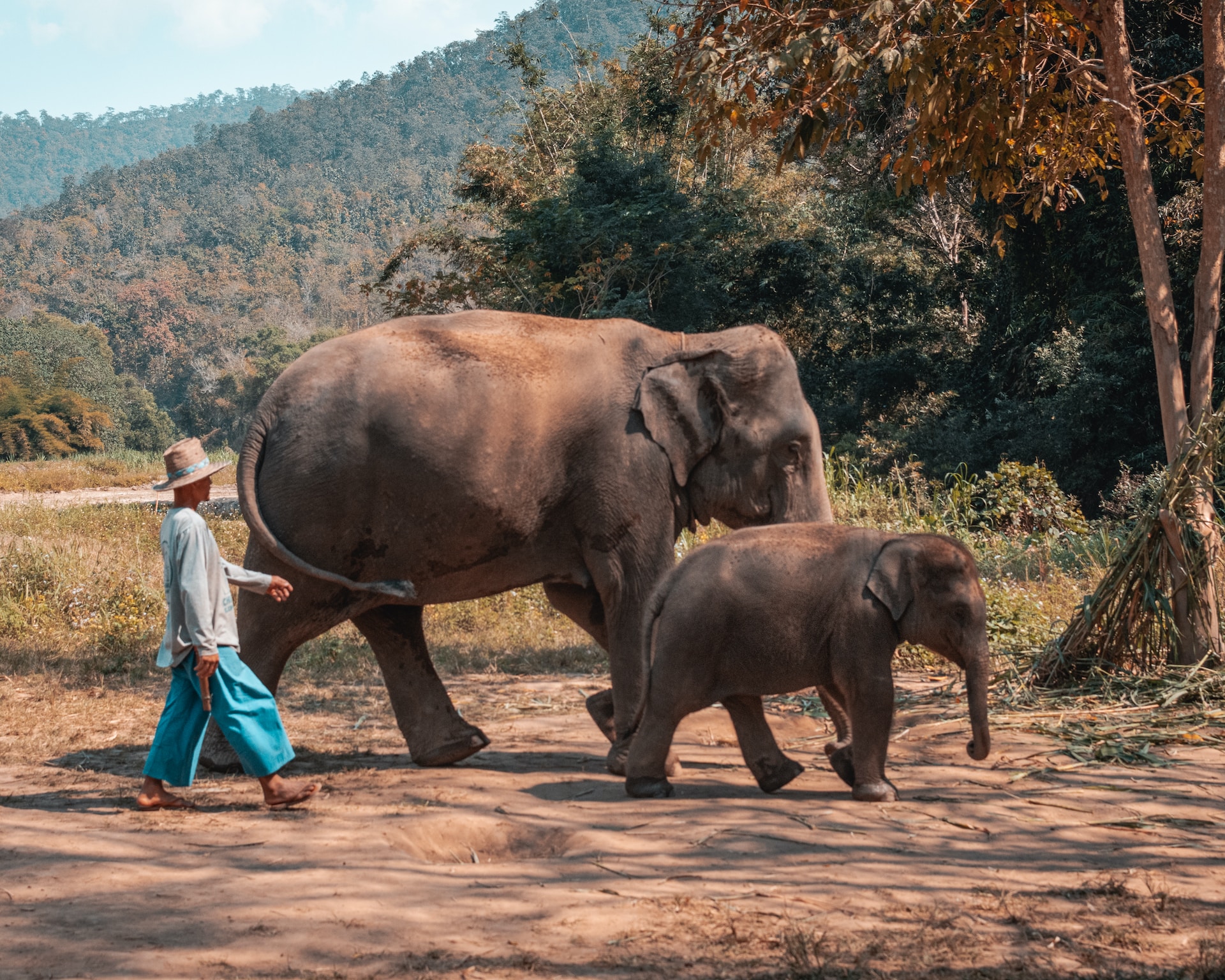 Thailand, Chiang Mai, marching, Thailand travel, baby elephant, elephant images & pictures, wildlife photography, mammal, wildlife, animals images & pictures, people images & pictures, human, HD grey wallpapers, outdoors, vegetation, plant, nature images, tree images & pictures, free images