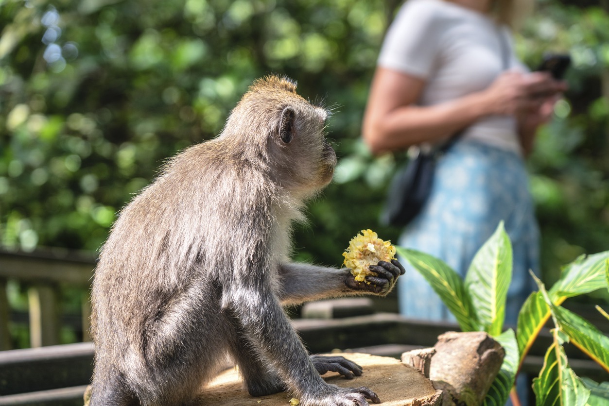 Thailand photos, monkey photos, photographer, primate photos, vacation photos, sea photos