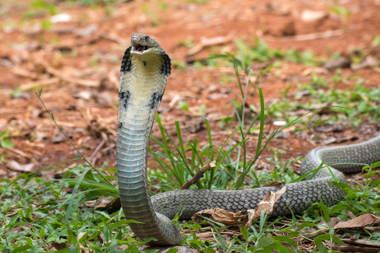 King Cobra photos, cobra photos, biting photos, snake photos, head photos, photography photos, aggression photos, animal photos
