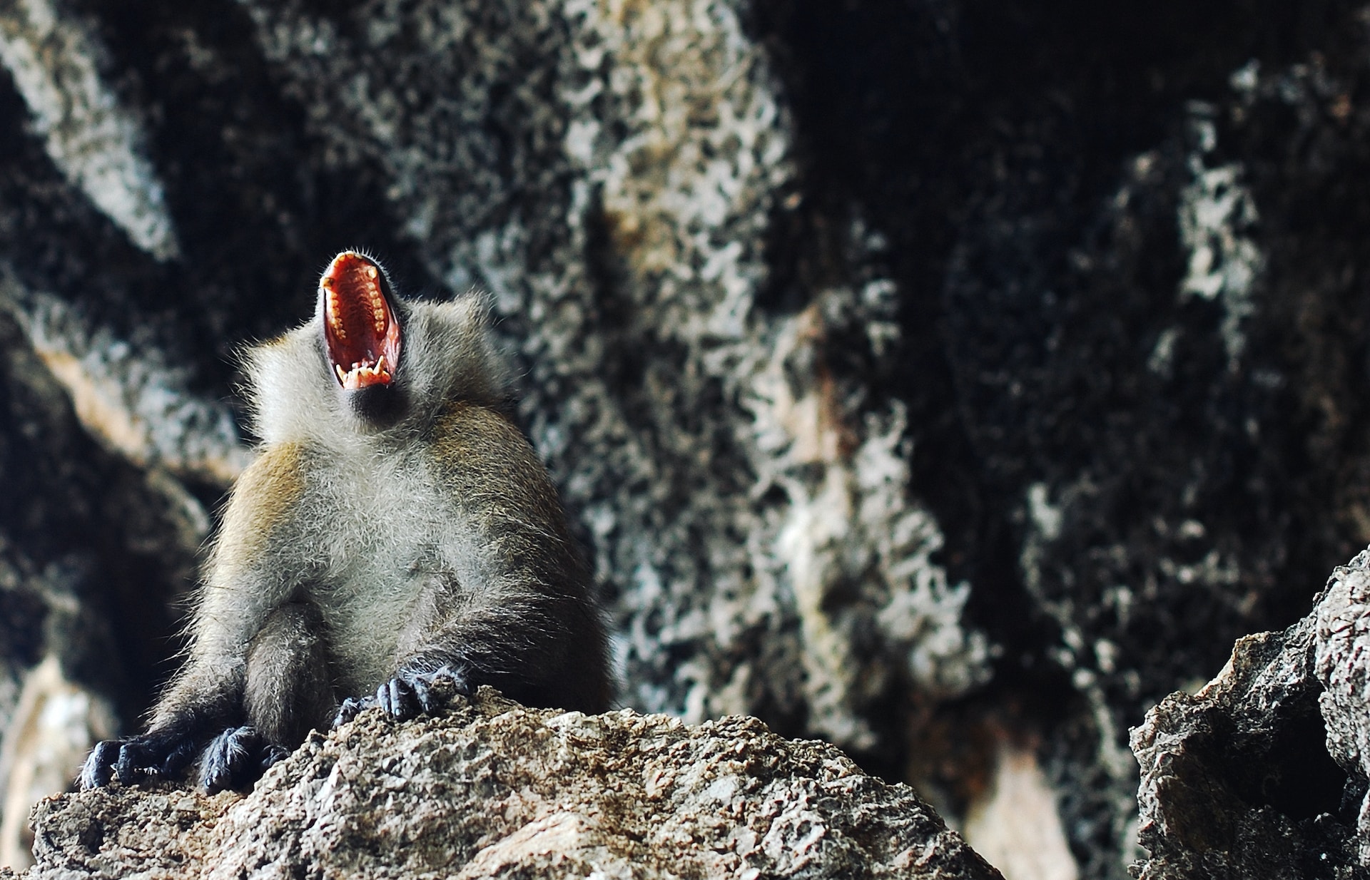 Krabi, Thailand, animals images & pictures, HD grey wallpapers, howl, rock, nature images, aggressive, frustration, baboon, ape, sea life, sea, outdoors, free pictures