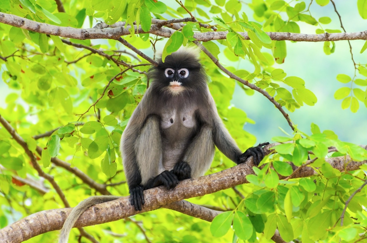 animal photos, animal hair photos, animal wildlife photos, black color photos, dusky leaf monkey photos