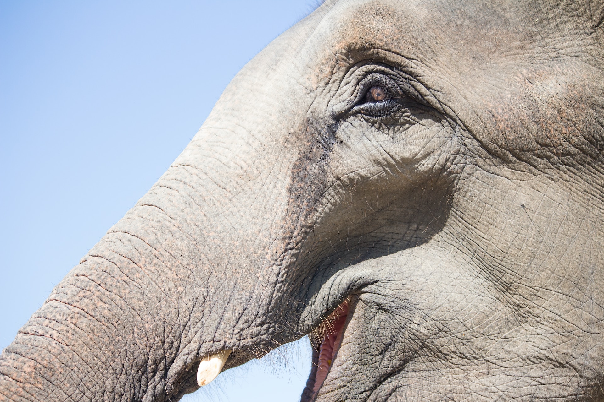 animals images & pictures, HD grey wallpapers, Thailand, elephant images & pictures, profile, eye images, emotion, majestic, wild, travel images, beast, HD wallpapers, wildlife