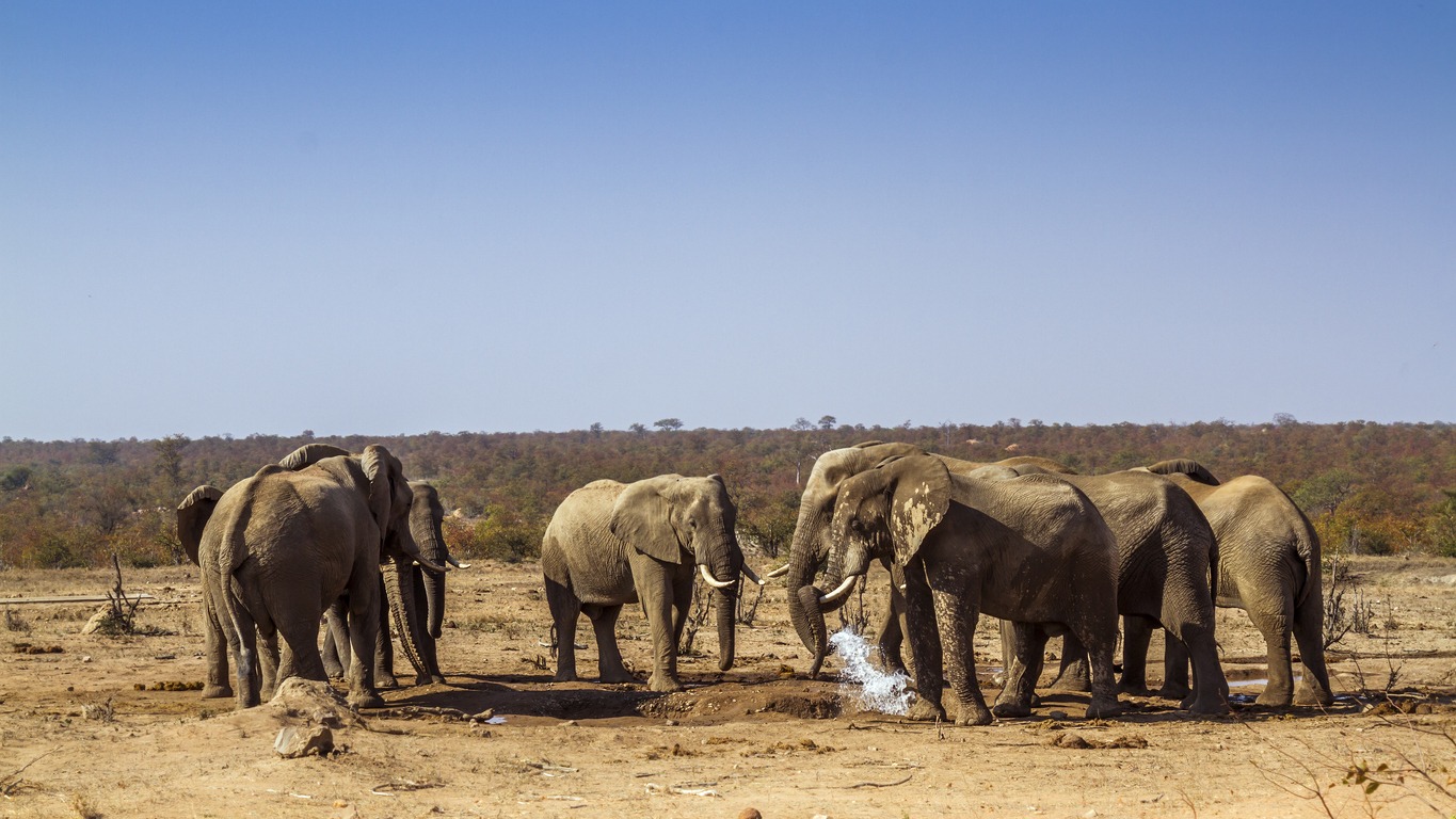 elephant photos, animal photos, animal wildlife photos, animal themes photos, herd photos