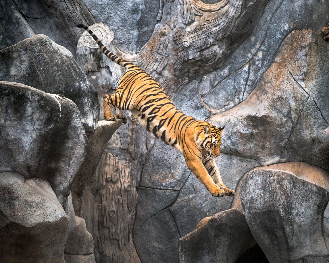 tiger photos, jumping photos, running photos, Thailand photos, aggression photos