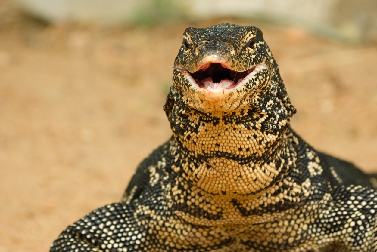 water monitor photos, animal photos, animal scale photos, animal wildlife photos, color image photos, danger photos