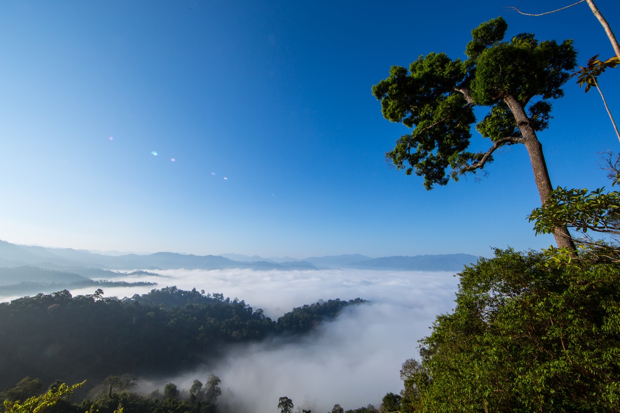 Kaeng Krachan national park photos, Asia photos, autumn photos, blue photos, day photos, forest photos, fog photos, grass photos, horizontal photos, image photos, morning photos, mountain photos