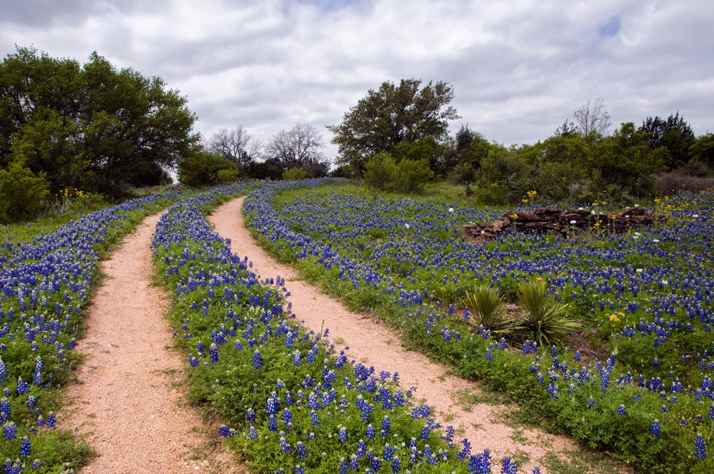 Curved dirt road in a field of bluebonnets