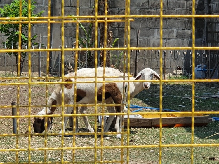 Goat With Two Heads