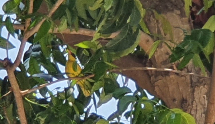 Black-Naped Oriole in Hua Hin