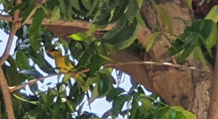 Black-Naped Oriole in Hua Hin