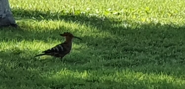 Eurasian Hoopoe