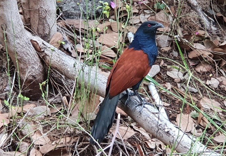 Greater Coucal