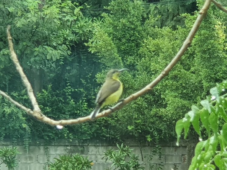 Olive Backed Sunbird
