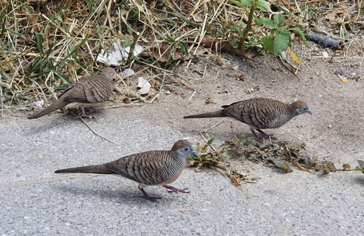 Zebra Doves