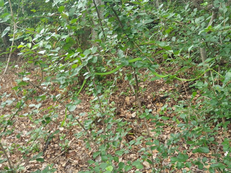 Oriental Whip Snake - Can You See It?