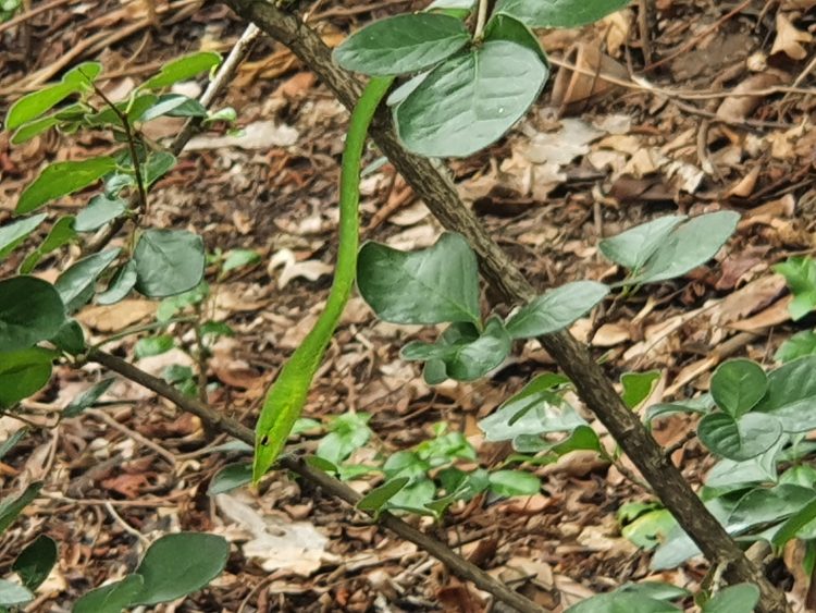 Oriental Whip Snake
