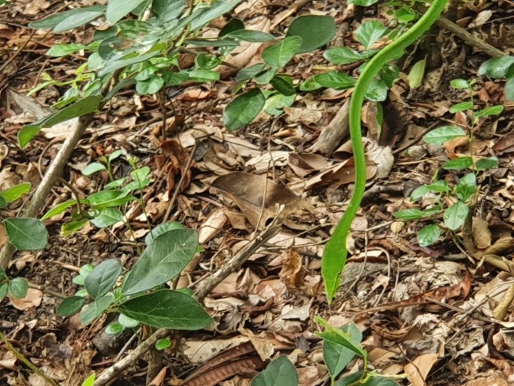 Asian Vine Snake