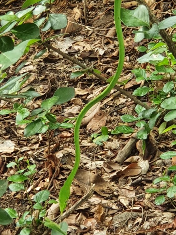 Asian Vine Snake