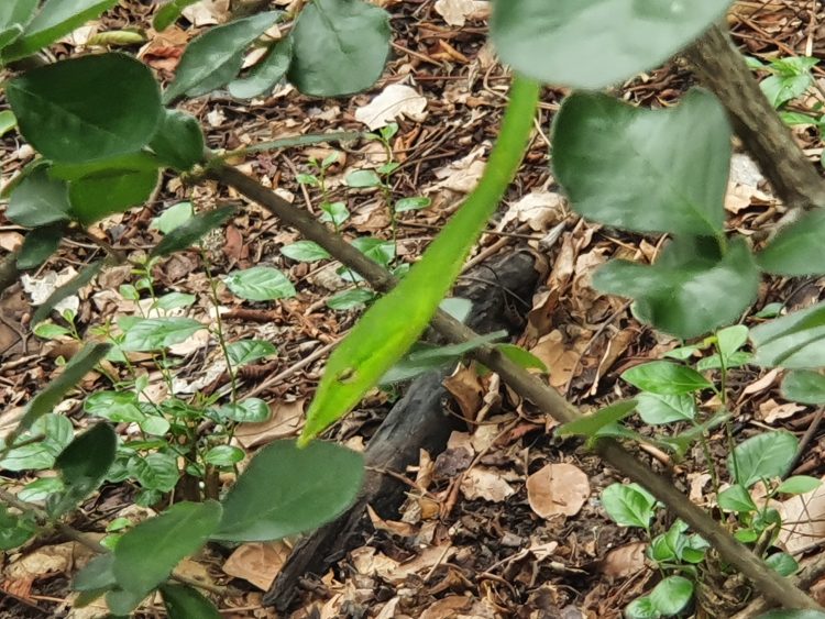 Oriental Whip Snake