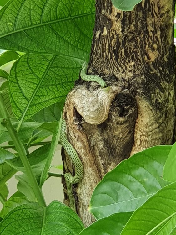 Golden Tree Snake