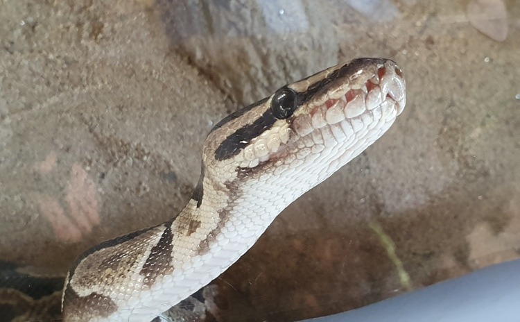 Ball Python at Bangkok Snake Farm