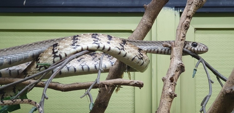 Banded Rat Snake at Bangkok Snake Farm