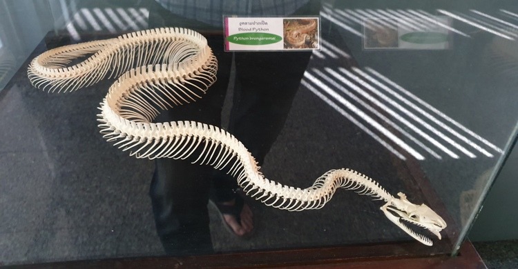 Blood Python Skeleton at Bangkok Snake Farm