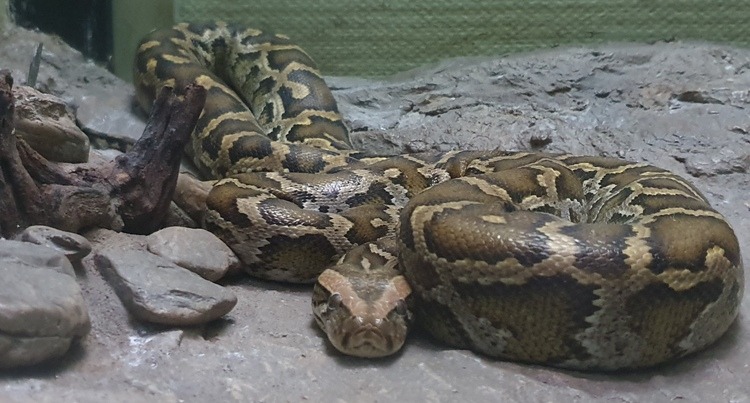 Burmese Python at Bangkok Snake Farm