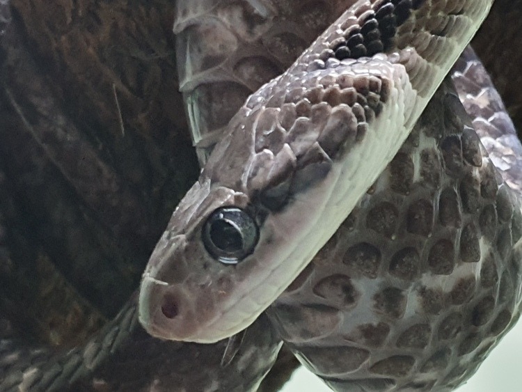 Gray Banded Cat-Eye Snake at Bangkok Snake Farm