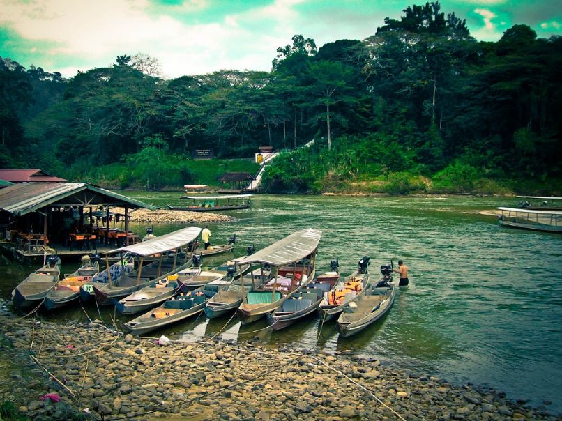 Malaysia Forest