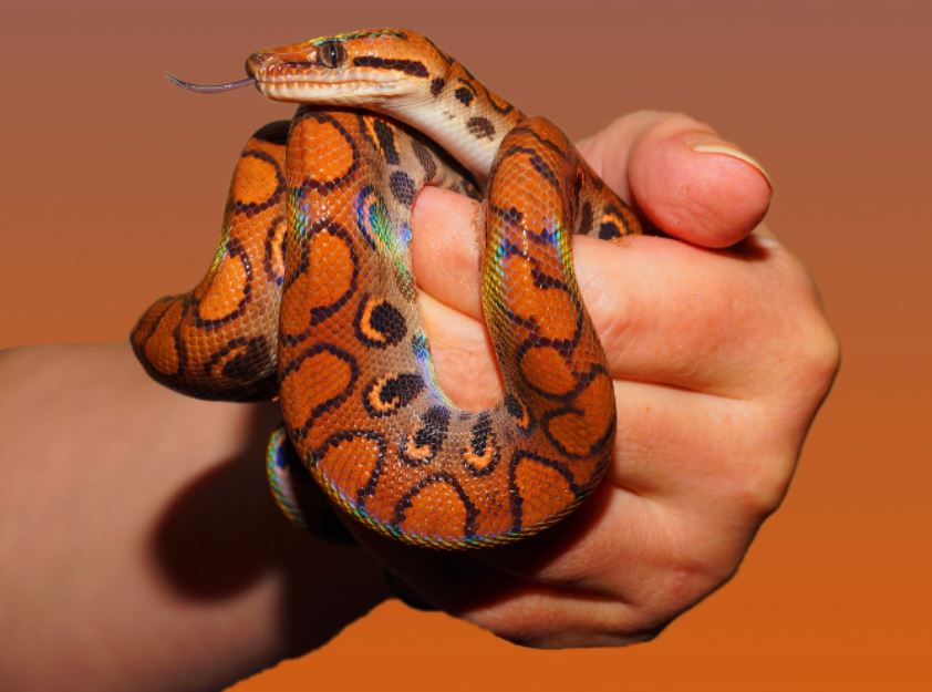 person holding red and black snake