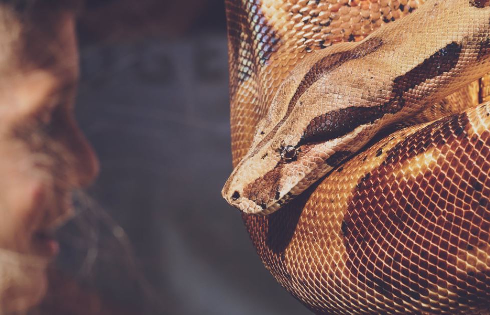 reticulated python