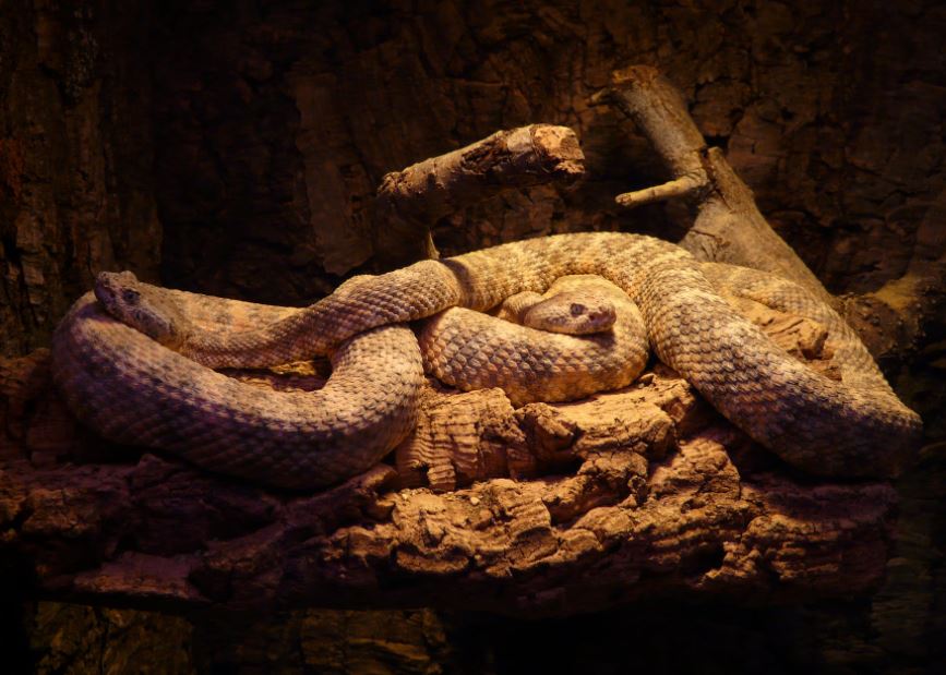 two brown snakes in their glass cage
