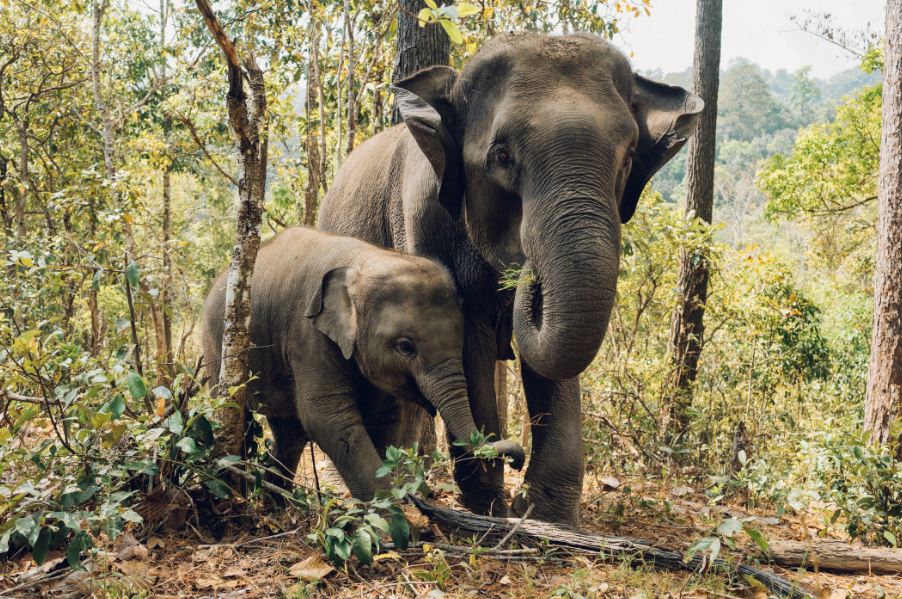 Elephant Images & Pictures, Family Images & Photos, Hd Forest Wallpapers