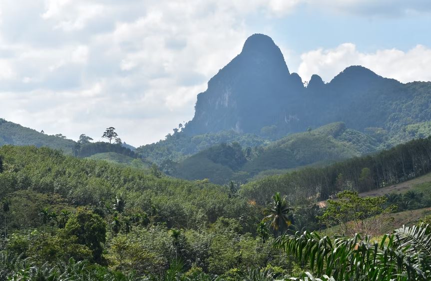 Surat Thani, Roadtrip, Plant