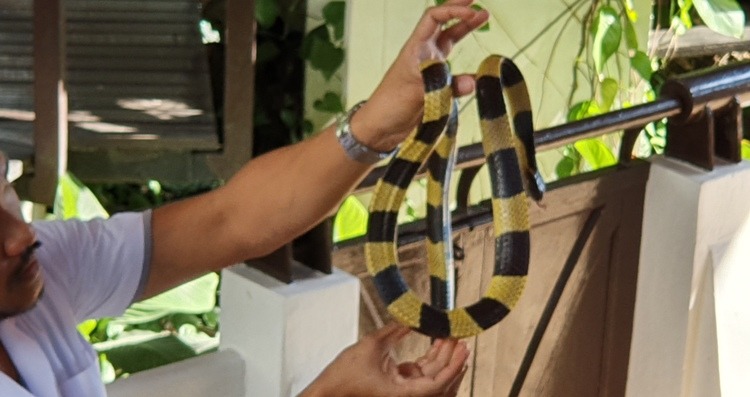 Banded Krait at Bangkok Snake Farm