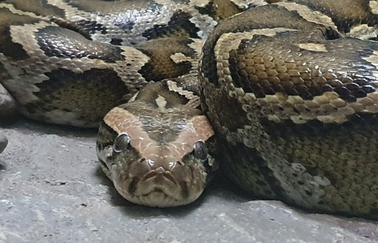 Burmese Python at Bangkok Snake Farm