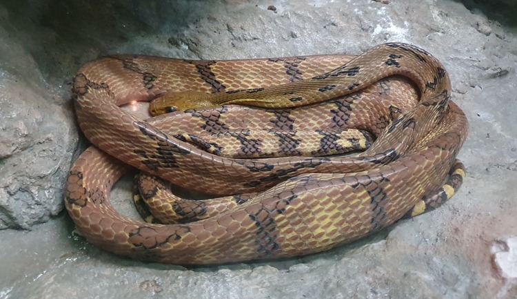 Dog-Toothed Cat-Eye Snake at Bangkok Snake Farm