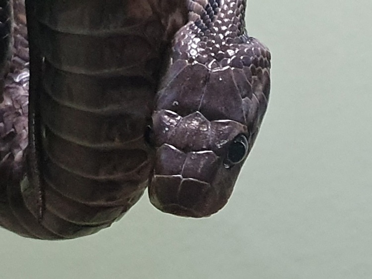 Gray Banded Cat-Eye Snake at Bangkok Snake Farm