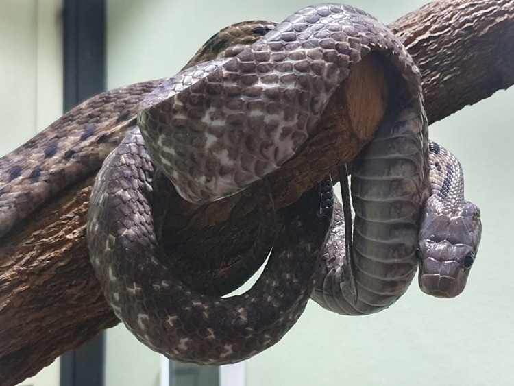 Gray Banded Cat-Eye Snake at Bangkok Snake Farm