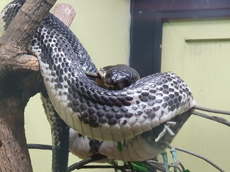 Indochinese Spitting Cobra at Bangkok Snake Farm
