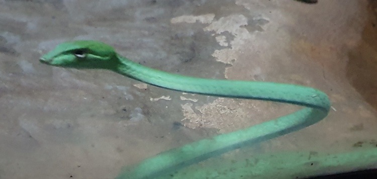 Oriental Whip Snake at Bangkok Snake Farm