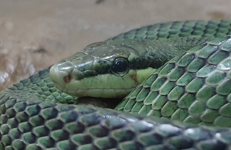 Red-Tailed Rat Snake at Bangkok Snake Farm